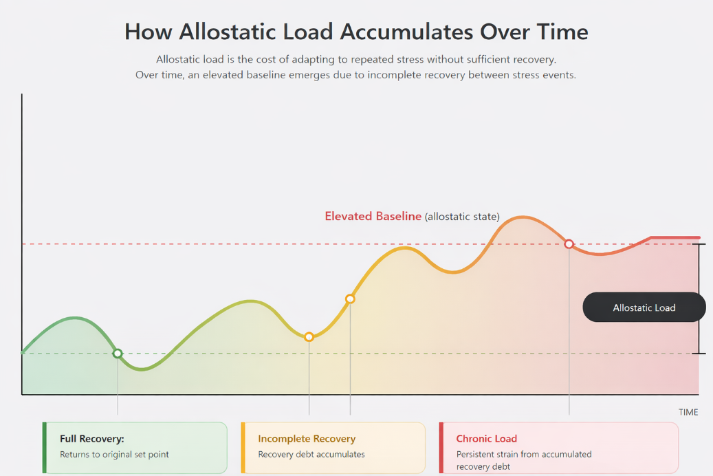 Diagram: allostatic load, showing cumulative physiological strain when stress responses do not fully recover.